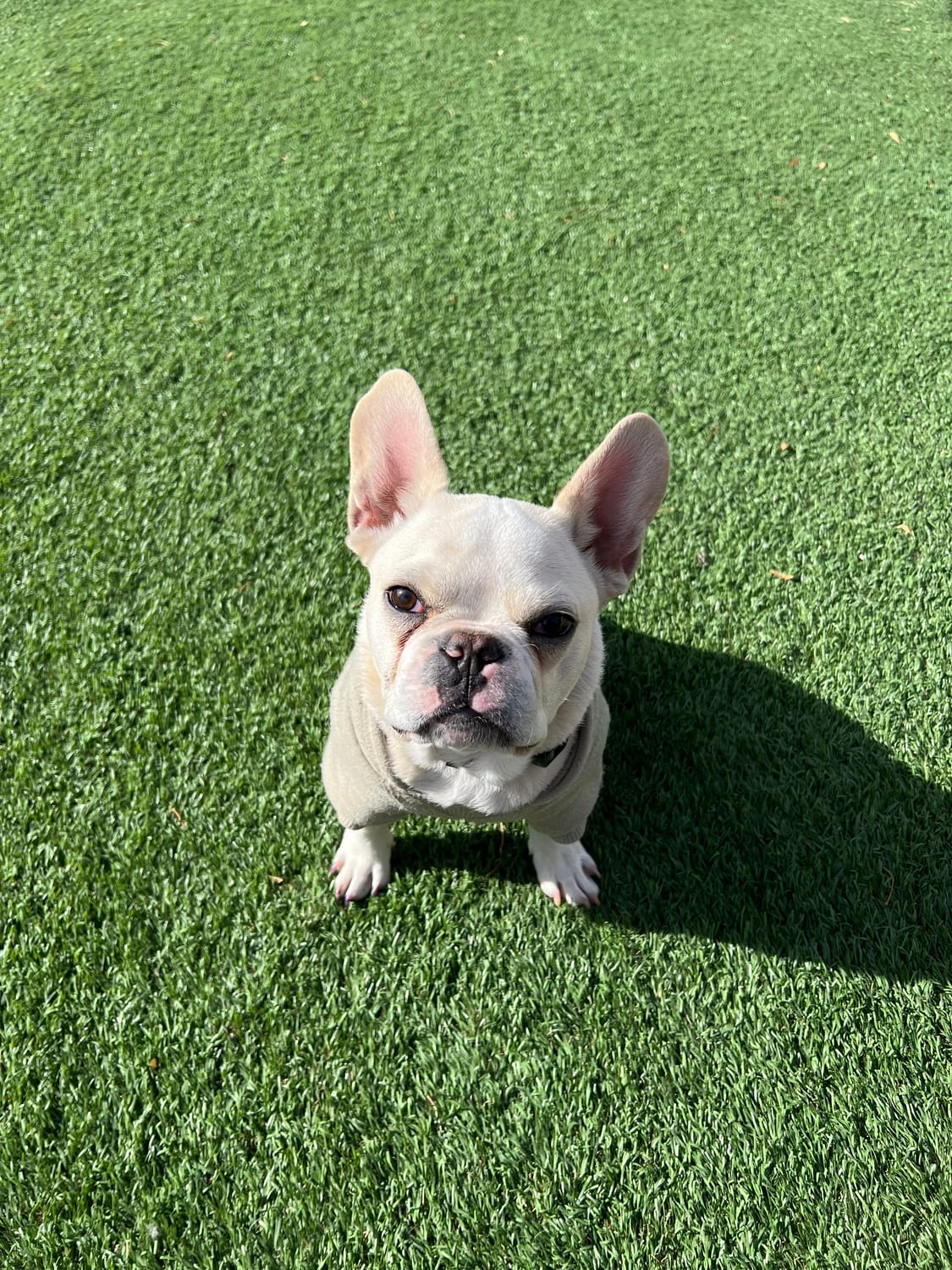 Chancho the French bulldog sitting on the grass after a fresh groom