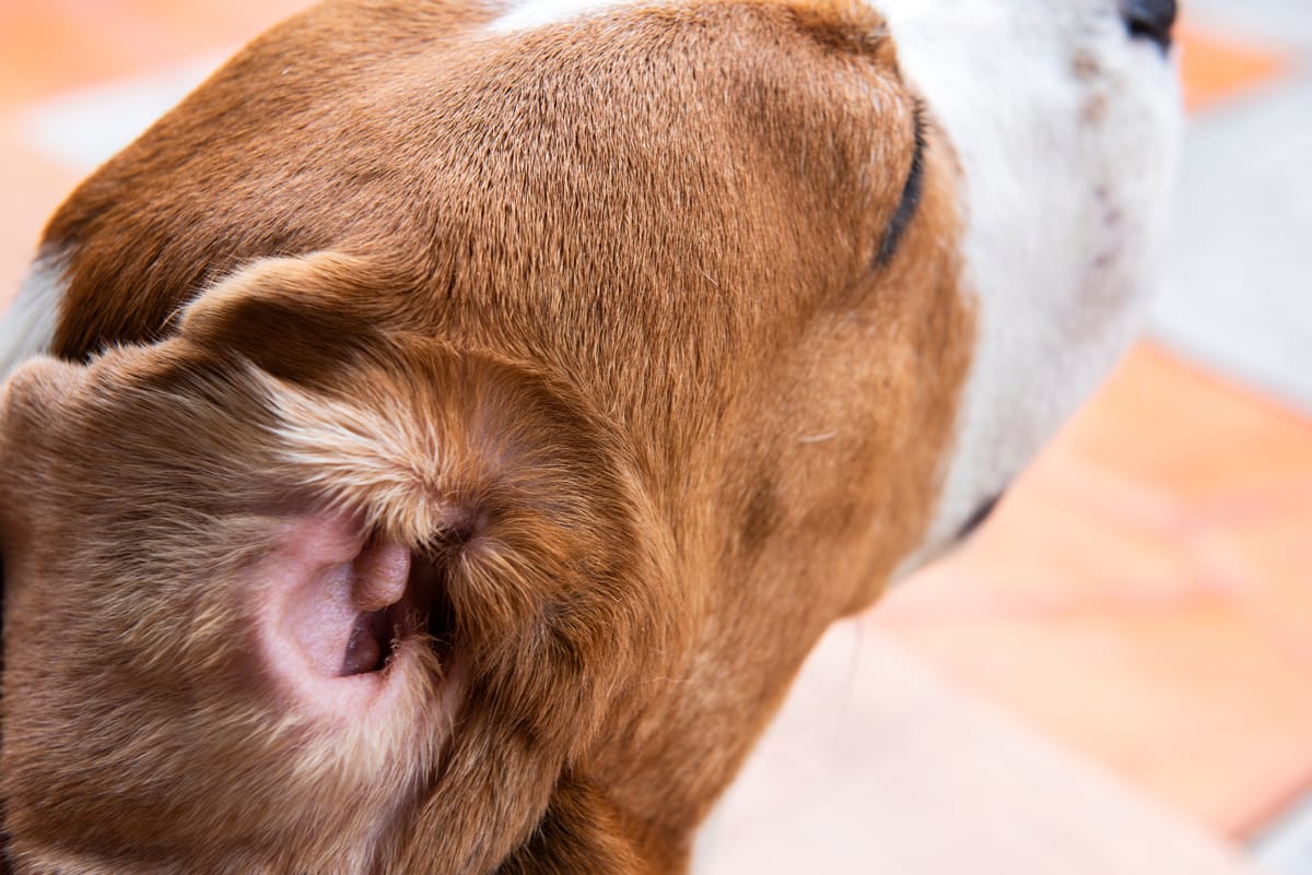 Close-up of a clean, healthy beagle ear during an ear check
