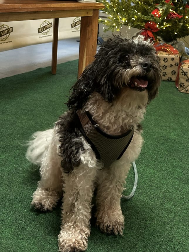 Gilbert with a long, shaggy coat before his groom