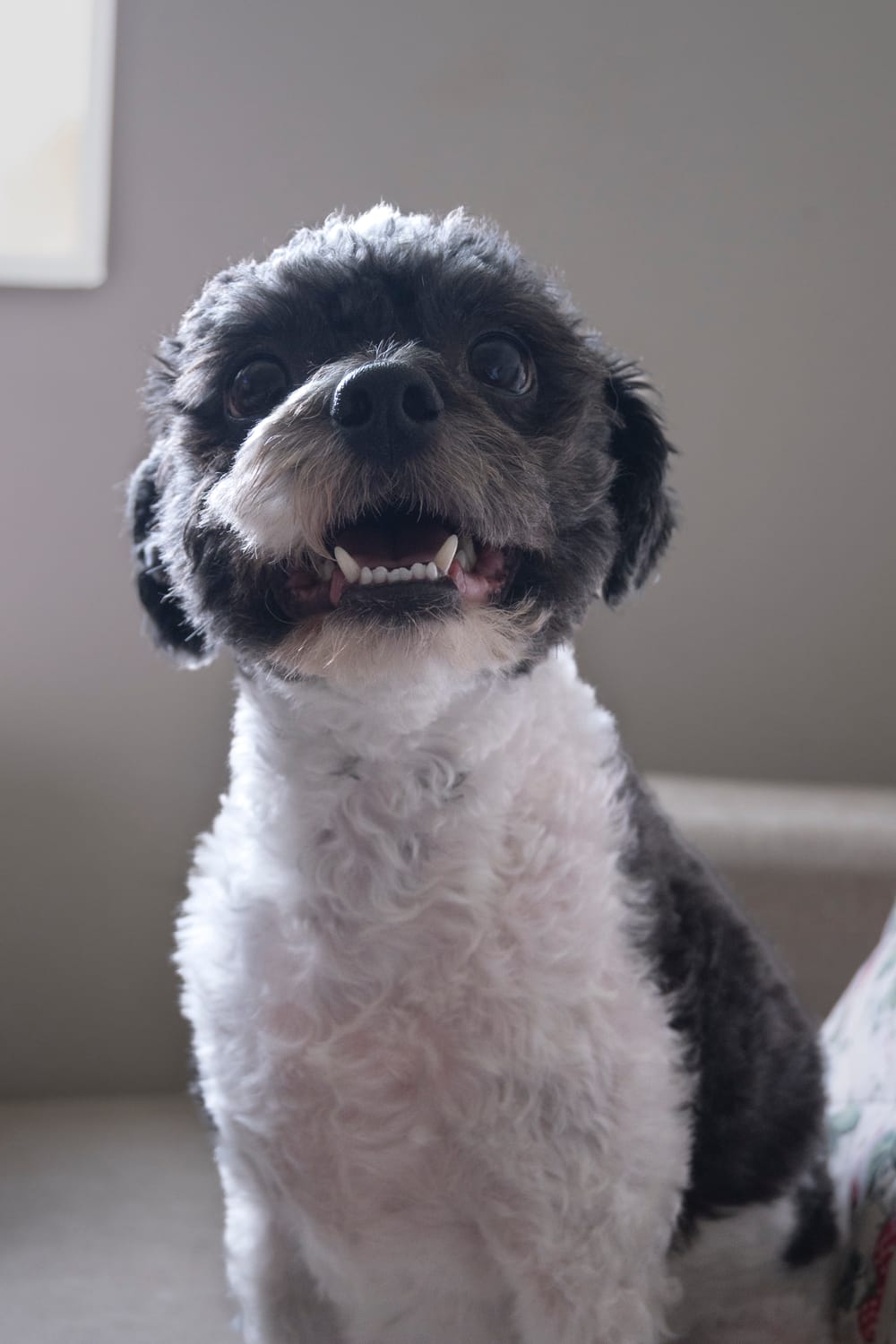 Gilbert the poodle mix smiling after a fresh groom