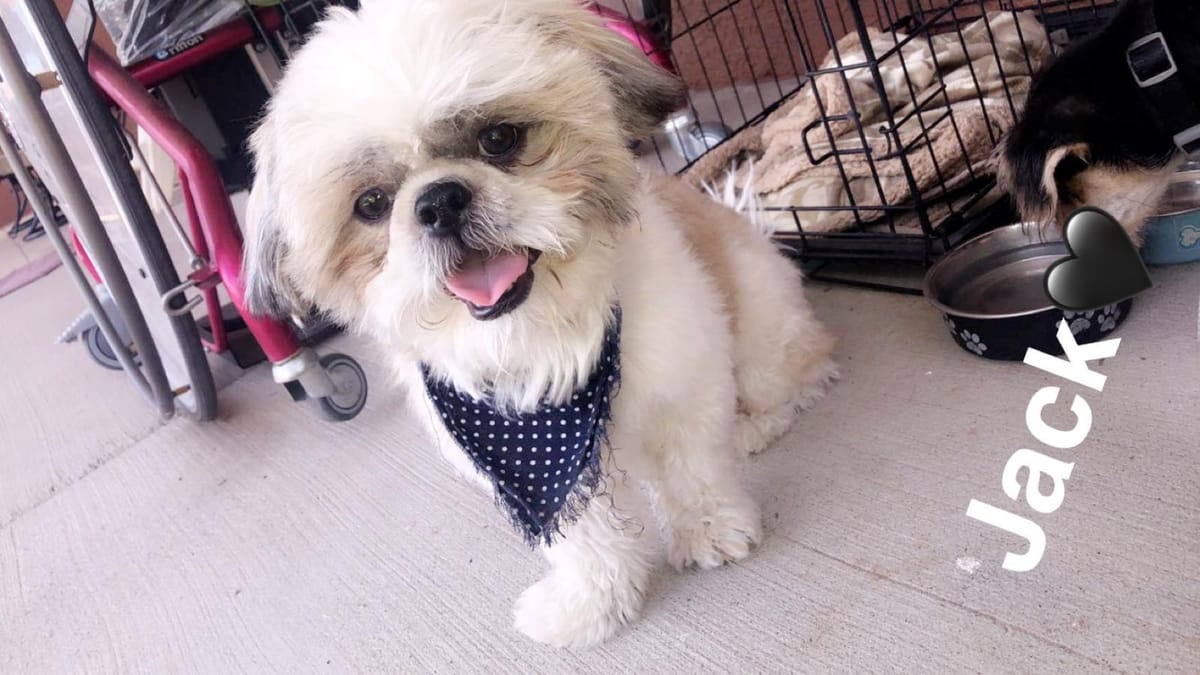 Jack the shih tzu wearing a polka dot bandana after his groom