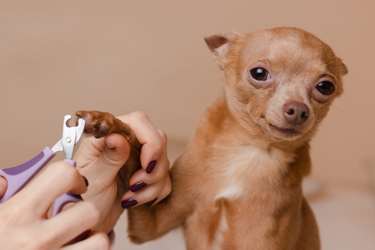 A small chihuahua calmly getting its nails trimmed with pet clippers