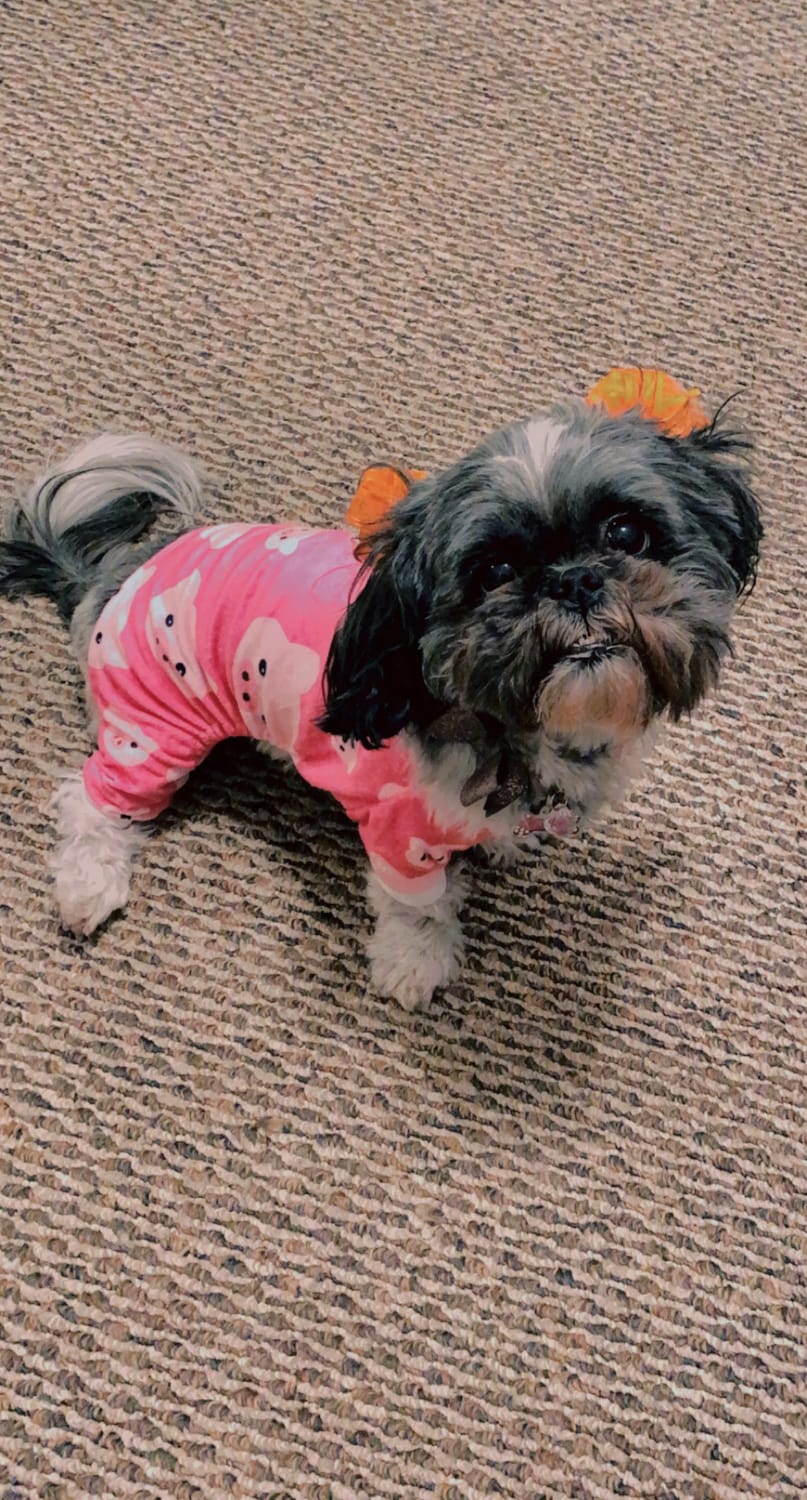 A freshly groomed shih tzu in pink pajamas with matching bows