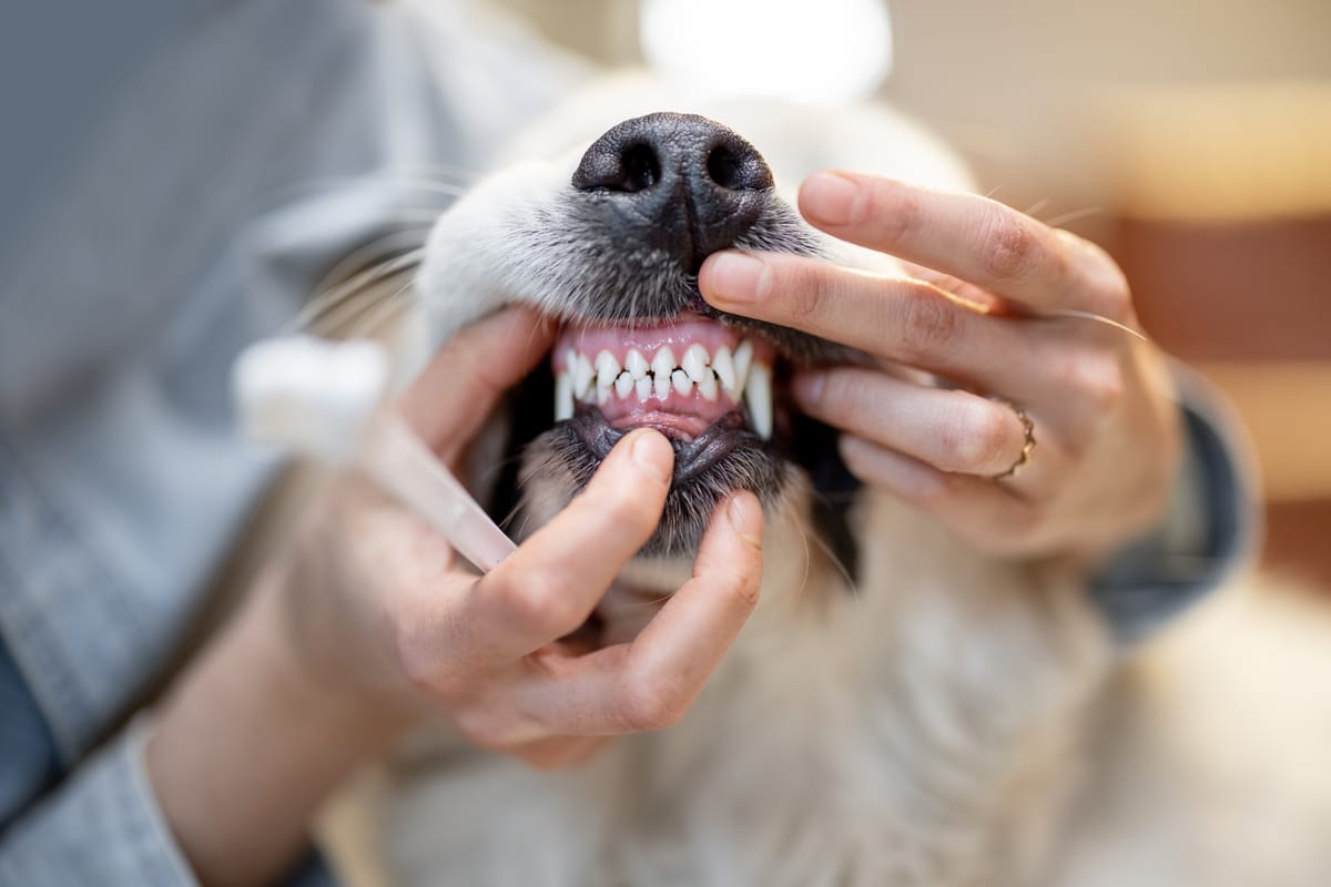 A groomer gently checking the clean white teeth of a golden retriever