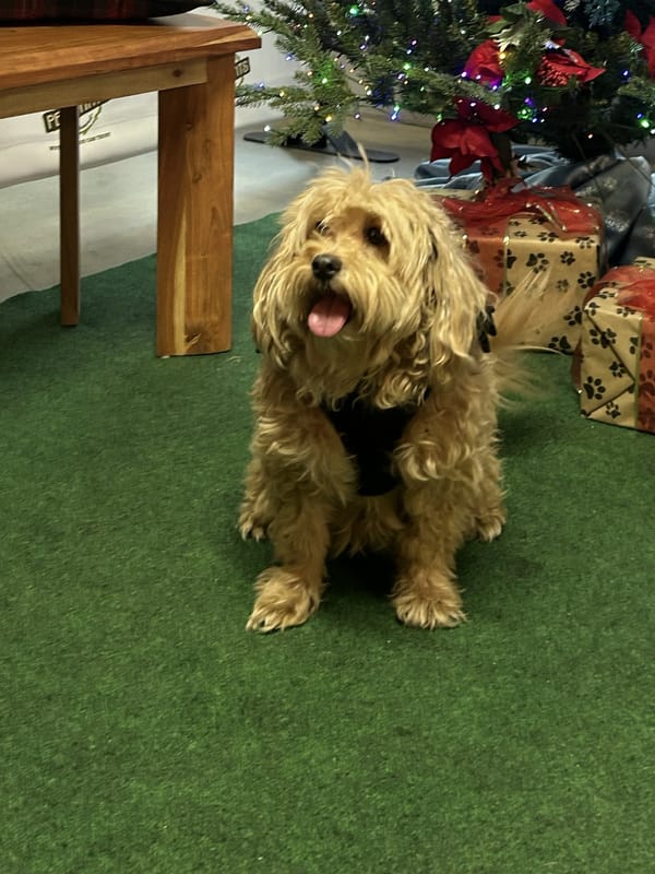 Toki with a long, scruffy coat before grooming
