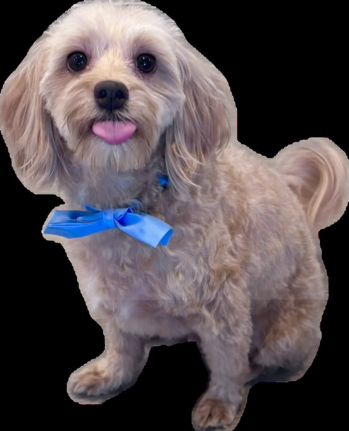 Toki wearing a blue bow after a full groom